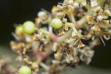 Bir mango ağacının dallarını yakından çek..