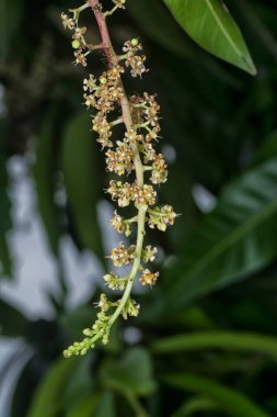 Bir mango ağacının dallarını yakından çek..