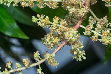 Bir mango ağacının dallarını yakından çek..