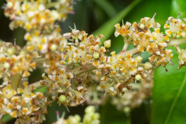 Bir mango ağacının dallarını yakından çek..