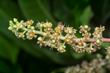 Bir mango ağacının dallarını yakından çek..