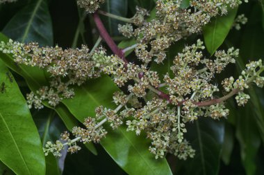 Bir mango ağacının dallarını yakından çek..