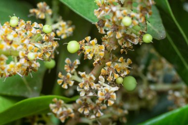 Bir mango ağacının dallarını yakından çek..