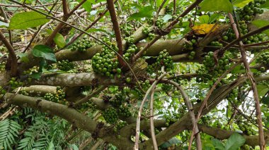 Ağaçların gövdesinde ve dallarında filizlenen yabani filizler, fistulosa meyveleri..