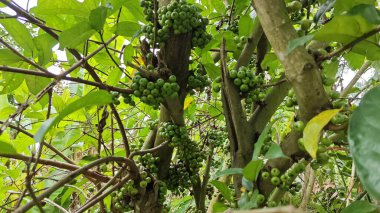 Ağaçların gövdesinde ve dallarında filizlenen yabani filizler, fistulosa meyveleri..