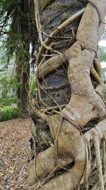 Banyan köklerinin boğulduğu ya da palmiye ağacının gövdesini sardığı bir ekin alanı.. 
