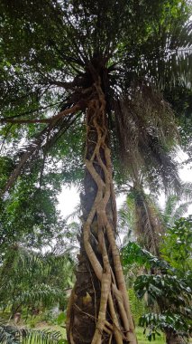 Banyan köklerinin boğulduğu ya da palmiye ağacının gövdesini sardığı bir ekin alanı.. 