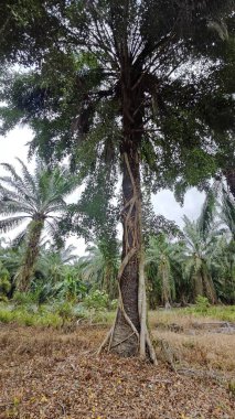 Banyan köklerinin boğulduğu ya da palmiye ağacının gövdesini sardığı bir ekin alanı.. 