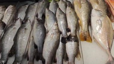 Pazarda satılık tepside taze tuzlu su balıklarının çeşitli çeşitlerini göster.