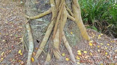 Banyan köklerinin boğulduğu ya da palmiye ağacının gövdesini sardığı bir ekin alanı..  