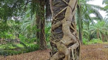 Banyan köklerinin boğulduğu ya da palmiye ağacının gövdesini sardığı bir ekin alanı..  