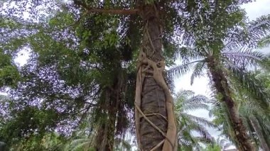 Banyan köklerinin boğulduğu ya da palmiye ağacının gövdesini sardığı bir ekin alanı..  