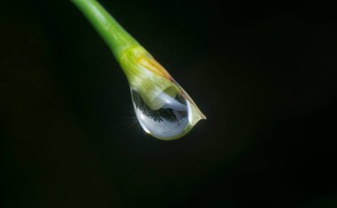 Yüzeyde asılı olan yağmur damlaları çevresel bitki örtüsü.