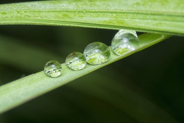 Yüzeyde asılı olan yağmur damlaları çevresel bitki örtüsü.