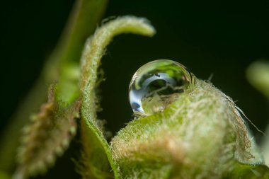 Yüzeyde asılı olan yağmur damlaları çevresel bitki örtüsü.