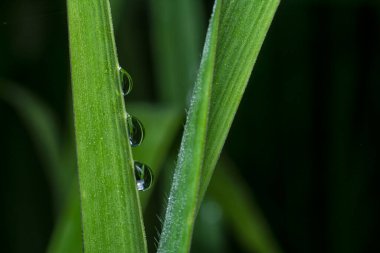 Yüzeyde asılı olan yağmur damlaları çevresel bitki örtüsü.