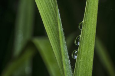 Yüzeyde asılı olan yağmur damlaları çevresel bitki örtüsü.