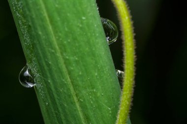 Yüzeyde asılı olan yağmur damlaları çevresel bitki örtüsü.