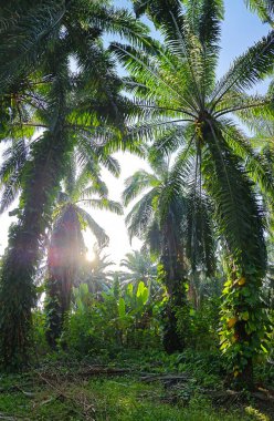 Çiftlikteki sarmaşıklara tırmanan ve sürünen aşırı gelişmiş bitki örtüsünün manzarası.. 