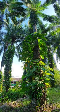 Çiftlikteki sarmaşıklara tırmanan ve sürünen aşırı gelişmiş bitki örtüsünün manzarası.. 