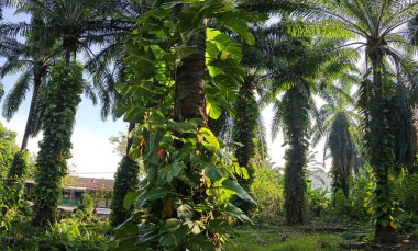 Çiftlikteki sarmaşıklara tırmanan ve sürünen aşırı gelişmiş bitki örtüsünün manzarası.. 