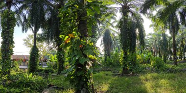 Çiftlikteki sarmaşıklara tırmanan ve sürünen aşırı gelişmiş bitki örtüsünün manzarası.. 