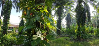 Çiftlikteki sarmaşıklara tırmanan ve sürünen aşırı gelişmiş bitki örtüsünün manzarası.. 
