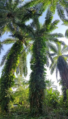 Çiftlikteki sarmaşıklara tırmanan ve sürünen aşırı gelişmiş bitki örtüsünün manzarası..   