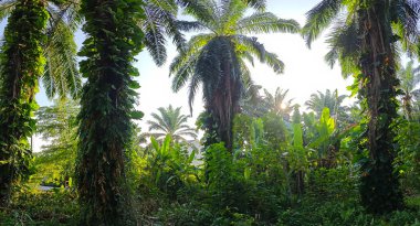Çiftlikteki sarmaşıklara tırmanan ve sürünen aşırı gelişmiş bitki örtüsünün manzarası.. 