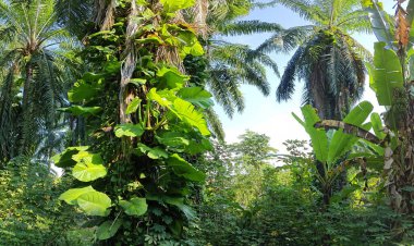 Çiftlikteki sarmaşıklara tırmanan ve sürünen aşırı gelişmiş bitki örtüsünün manzarası.. 