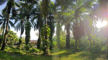 Çiftlikteki sarmaşıklara tırmanan ve sürünen aşırı gelişmiş bitki örtüsünün manzarası.. 