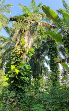 Çiftlikteki sarmaşıklara tırmanan ve sürünen aşırı gelişmiş bitki örtüsünün manzarası..   