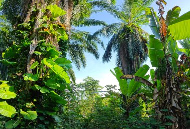 Çiftlikteki sarmaşıklara tırmanan ve sürünen aşırı gelişmiş bitki örtüsünün manzarası.. 