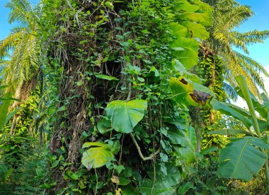 Çiftlikteki sarmaşıklara tırmanan ve sürünen aşırı gelişmiş bitki örtüsünün manzarası.. 
