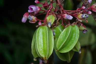 averrhoa carambola meyveleri, çiçekler ve küçük tomurcuklar yakın çekim.