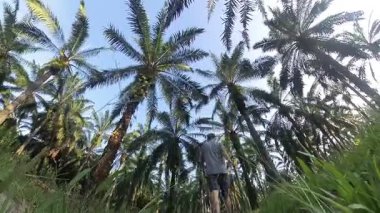 Erkek model, kırsal parlak güneş yolunda tek başına yürüyor..