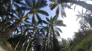 Erkek model, kırsal parlak güneş yolunda tek başına yürüyor..