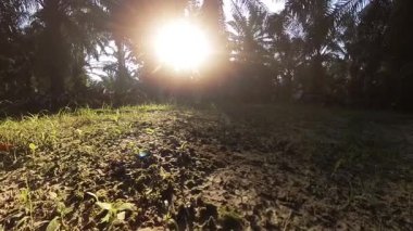 Erkek model, kırsal parlak güneş yolunda tek başına yürüyor..