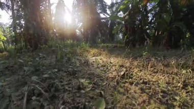 Erkek model, kırsal parlak güneş yolunda tek başına yürüyor..