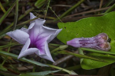 meadow of  wild Ipomoea aquatica flower in the bushes.
