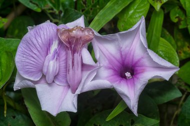 meadow of  wild Ipomoea aquatica flower in the bushes.