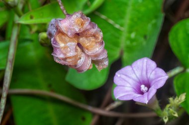 meadow of  wild Ipomoea aquatica flower in the bushes.