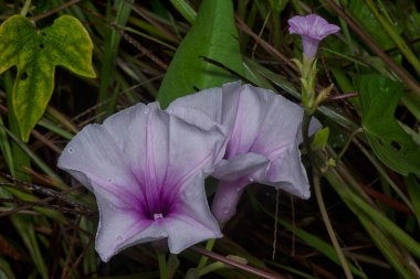 meadow of  wild Ipomoea aquatica flower in the bushes.