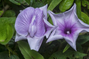 meadow of  wild Ipomoea aquatica flower in the bushes.