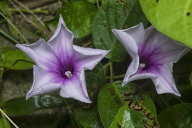 meadow of  wild Ipomoea aquatica flower in the bushes.