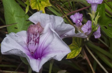 meadow of  wild Ipomoea aquatica flower in the bushes.