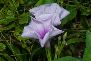 meadow of  wild Ipomoea aquatica flower in the bushes.