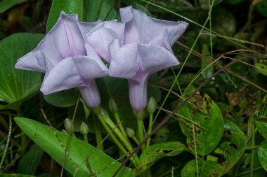 meadow of  wild Ipomoea aquatica flower in the bushes.