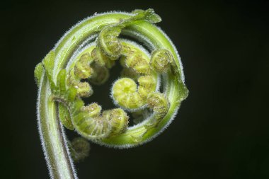 Güzel kemancı eğreltiotu atışının yakın çekimi..
