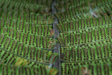 Sori 'nin karın altından yayılışını yakından çek eğreltiotu yapraklı pinnule..